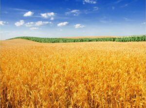 Экспортер зерна ТД “РИФ” сменил название на “Родные поля”
